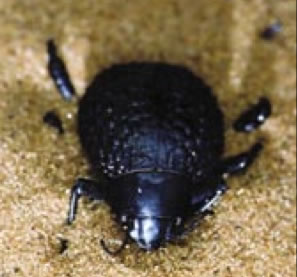 Namib Beetle