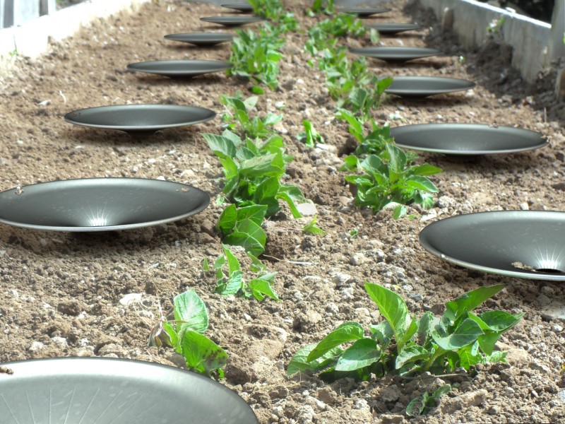 Growing Food in Dry Environment